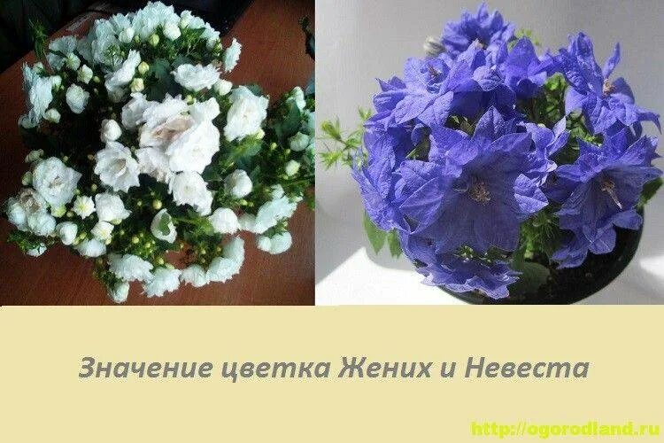 Невеста купить семена. Цветок Кампанула жених и невеста. Кампанула жених и невеста семена. Жених и невеста цветы семена. Жених и невеста цветок комнатный Кампанула Кампанула семена.