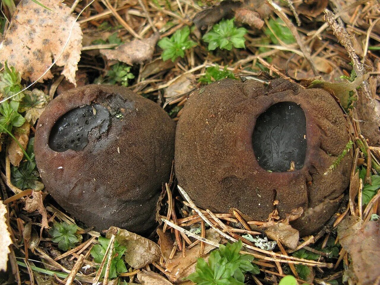 Саркосома шаровидная гриб купить. Саркосома шаровидная Sarcosoma globosum. Молодильный гриб Саркосома. Саркосома шаровидная гриб. Молодильные грибы Саркосома шаровидная.