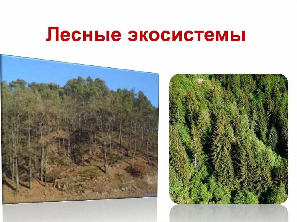 Экосистема для дошкольников. Экосистема лиственного леса. Ярусность хвойного леса. Экосистемное леса. Экосистема широколиственного леса.