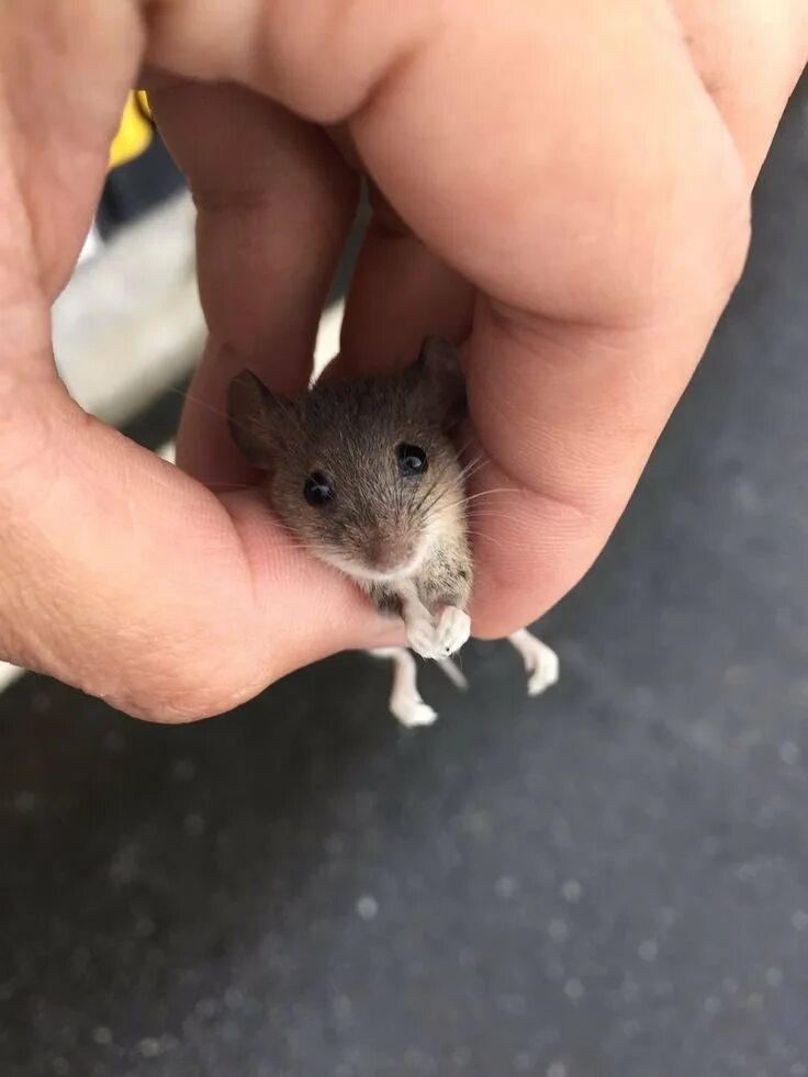 Персиковая крыса. Мышь на задних лапках. Лапки мышки. Мышь на задних лапах. Лапки мышки.
