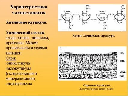 Роль эпикутикулы в водном обмене насекомого