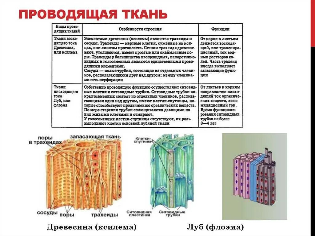 Проводящая ткань сосуды функции. Проводящая ткань ксилема и флоэма. ткани растений ксилема флоэма. проводящие ткани растений строение. клетки древесины ксилема флоэма.