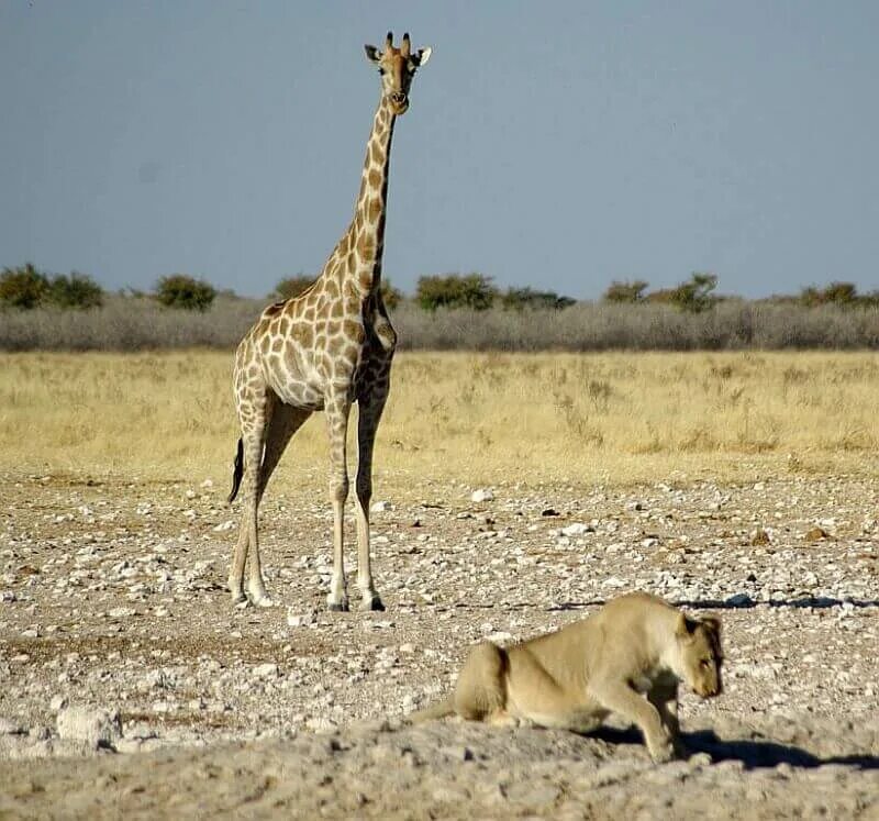 Лев тигр жираф. Западноафриканский Жираф. Жираф и Лев. Жираф враги. Жираф бегает.