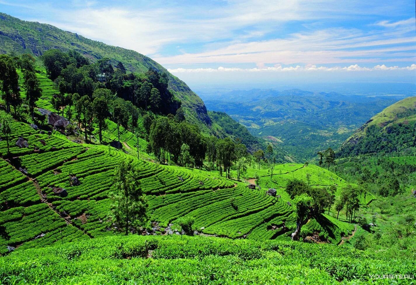 Шри ланка производство. Чайные плантации Нувара Элия. Чайная плантация Нувара Элли. Шри Ланка чайные плантации Нувара. Нувара Элия Шри Ланка.