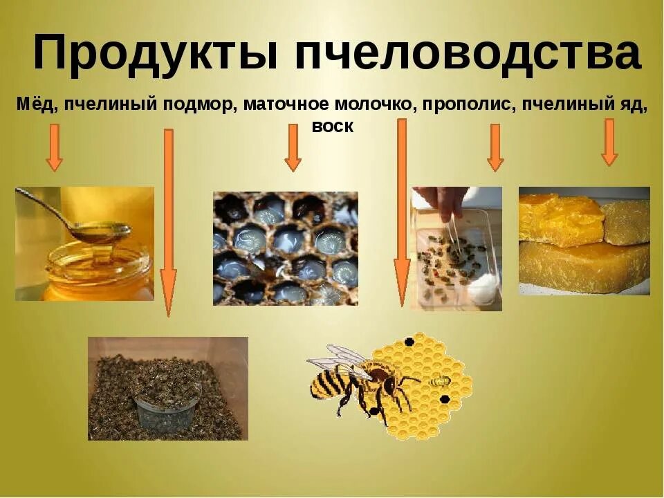 Продукты пчеловодства. Продукция от пчеловодства. Мёд и продукты пчеловодства. Пчелы продукты пчеловодства. Продукты пчеловодства и их использование