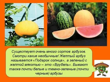 Происхождение дыни
