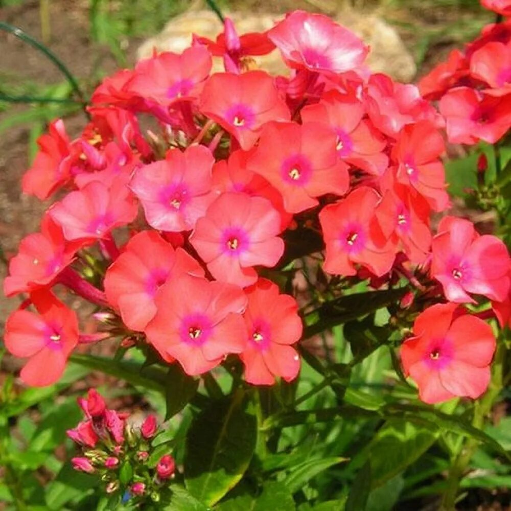 Флокс метельчатый оранж. Флокс оранж перфекшн. Флокс метельчатый 'orange perfection'. Флокс метельчатый оранж. Флокс метельчатый оранж.