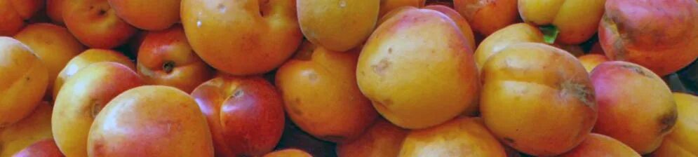 Персик слива абрикос как называется. Абрикос нектарин АПРИУМ. АПРИУМ (слива-абрикос). Алыча АПРИУМ. АПРИУМ (абрикосовый нектарин).