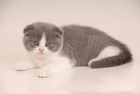 Серая вислоухая кошка