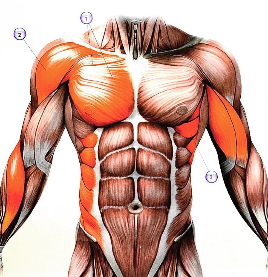 Части тела на груди. Мышцы туловища груди живота спины. Мышцы торса человека анатомия. Анатомия мышц торса мужчины. Anatomy мышцы туловища.