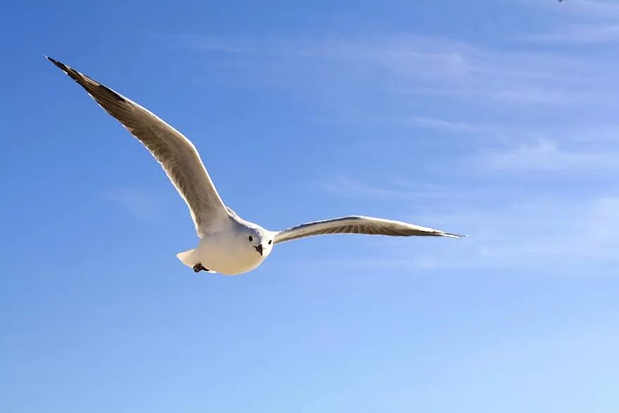 Стая перелетных птиц. Клин перелетных птиц в небе. Летить. Летить. Летить.