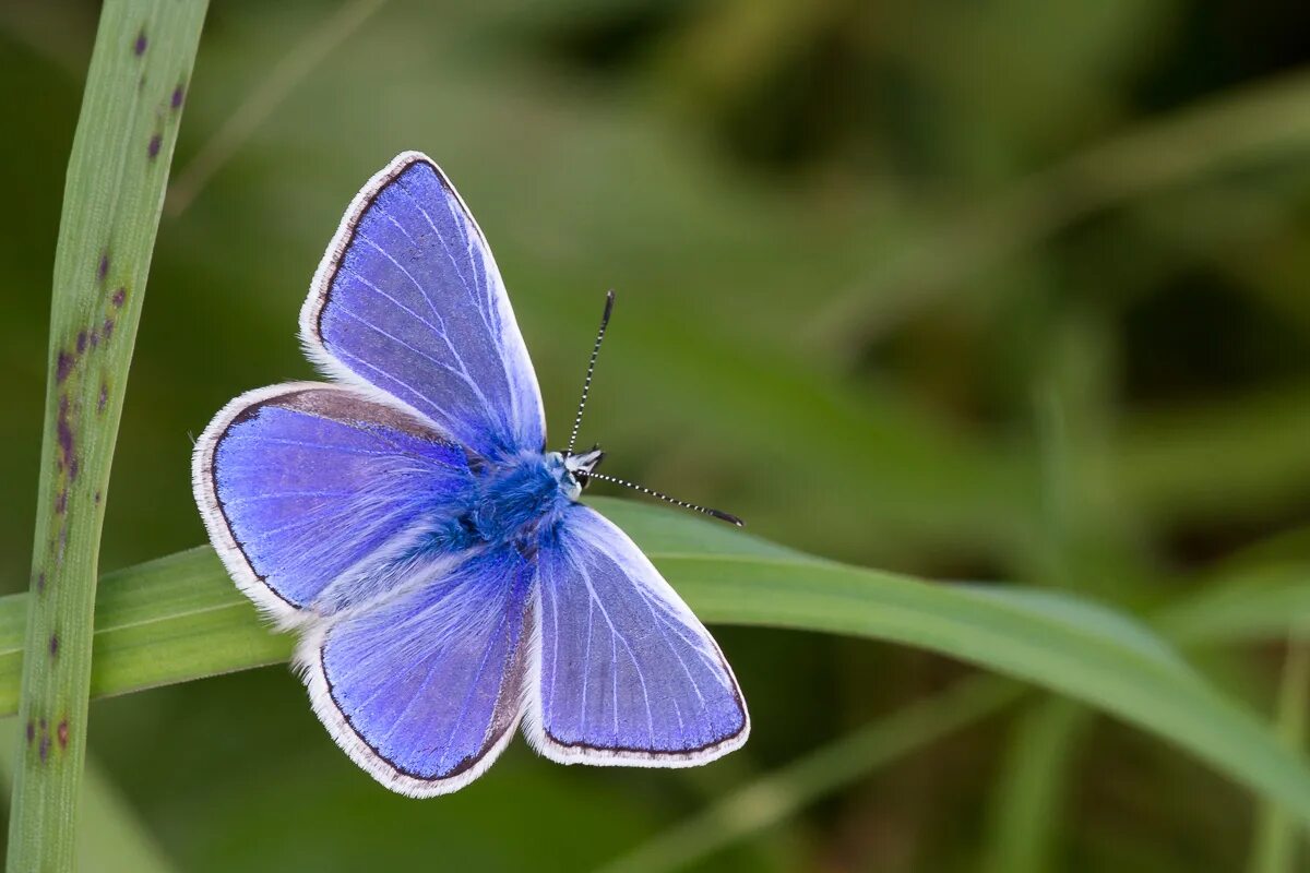 Бабочки голубянки чудесной. Голубянка Арион. Голубянка Аргиад бабочка. Голубянка Алексис бабочка. Голубянка аргали.