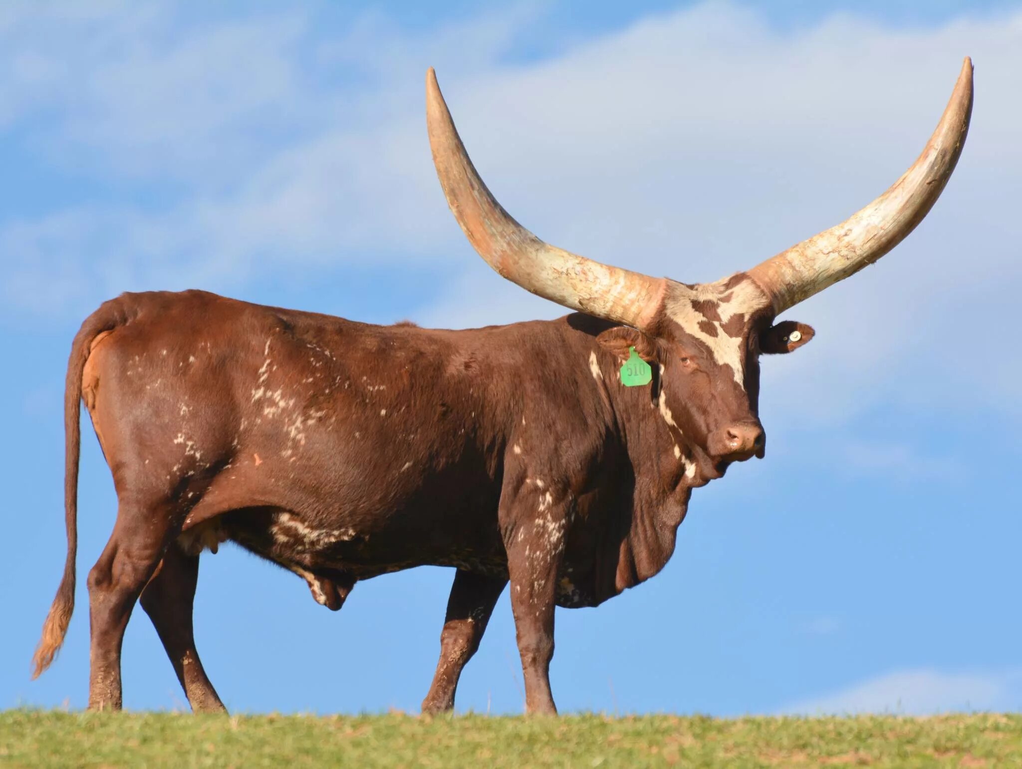 Рог 4 буквы. Ватусси дикий бык. Африканский бык ватусси. Корова ватусси. Порода коров ватусси.
