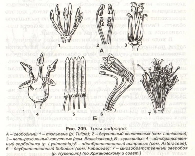 Андроцей. Типы андроцея цветка. однобратственный андроцей. типы андроцея по длине тычинок. типы андроцея бобовых.