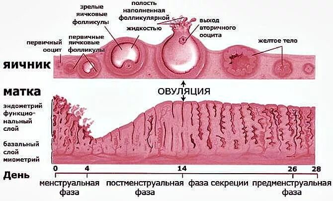 Слизистой оболочке матки гистология. Фазы менструального цикла и толщина эндометрия. Фазы менструационного цикла матка гистология. Стадии менструального цикла гистология. Толщина эндометрии для зачатия