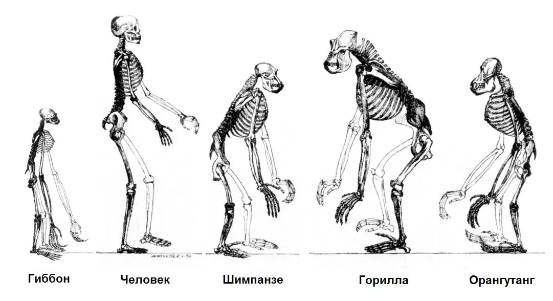 Строение скелета гиббона. Строение гориллы скелет. Эволюция человекообразных обезьян.