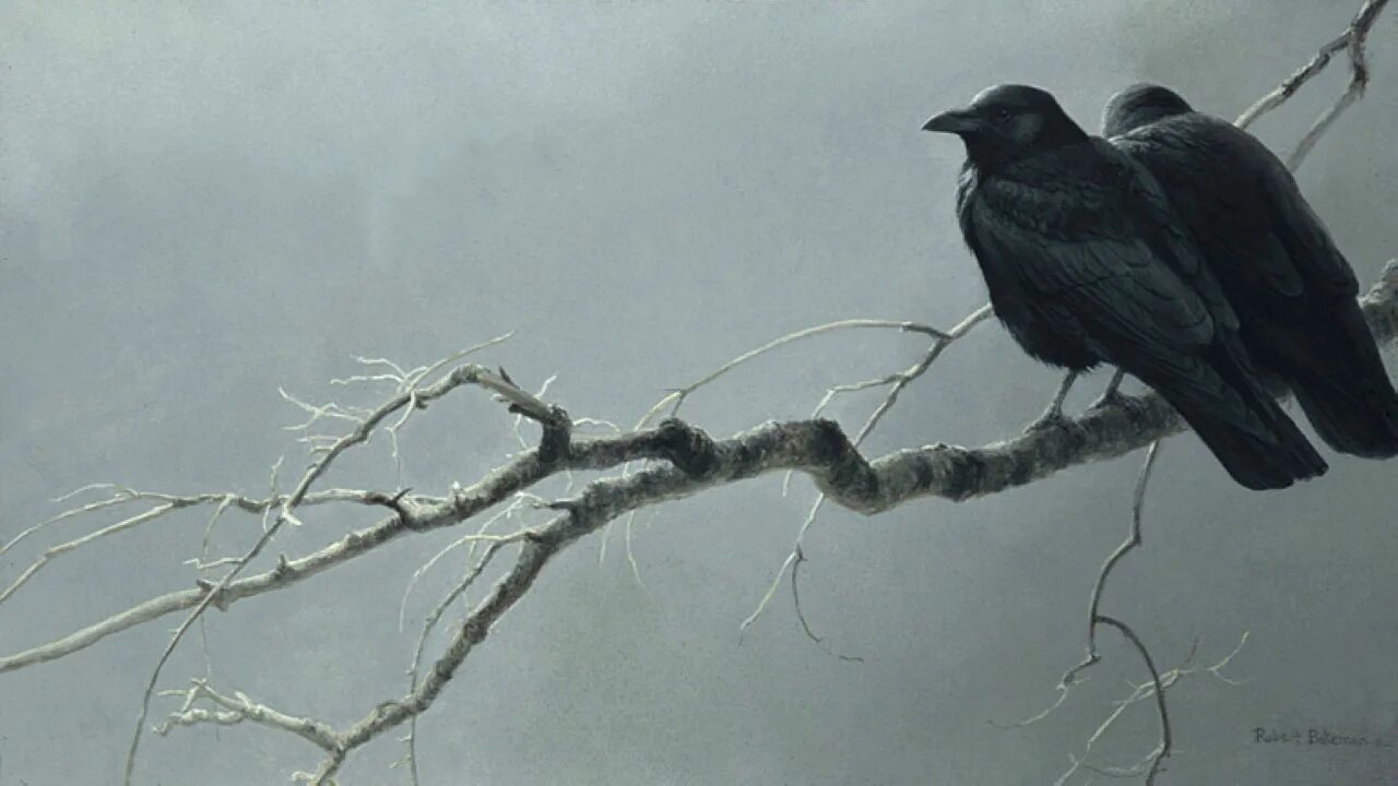 Романс ворон. Robert Bateman — канадский художник-анималист..