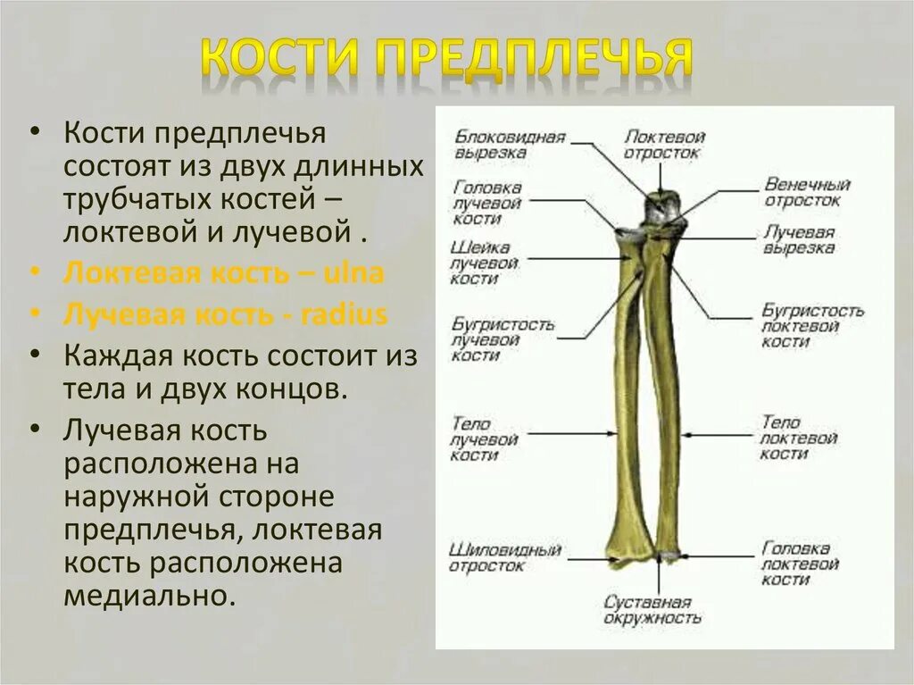 Лучевая и локтевая кость расположение. Анатомическое строение лучевой кости. 2 лучевую кость. Ulna radius. Лучевая локтевая кость на человеке.