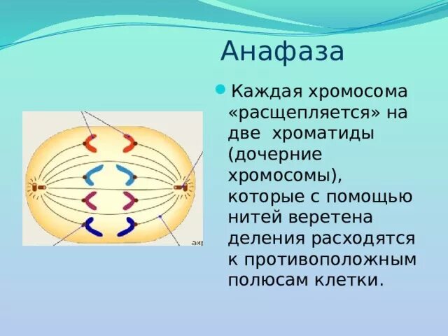 Расположение сестринских хроматид к полюсам клетки Анафаза Это