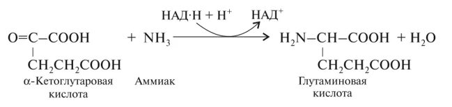 Образование Альфа кетоглутаровой кислоты. Глутаминовая Альфа кетоглутаровая кислота. Α-кетоглутаровая кислота формула. Α-оксоглутаровая кислота.