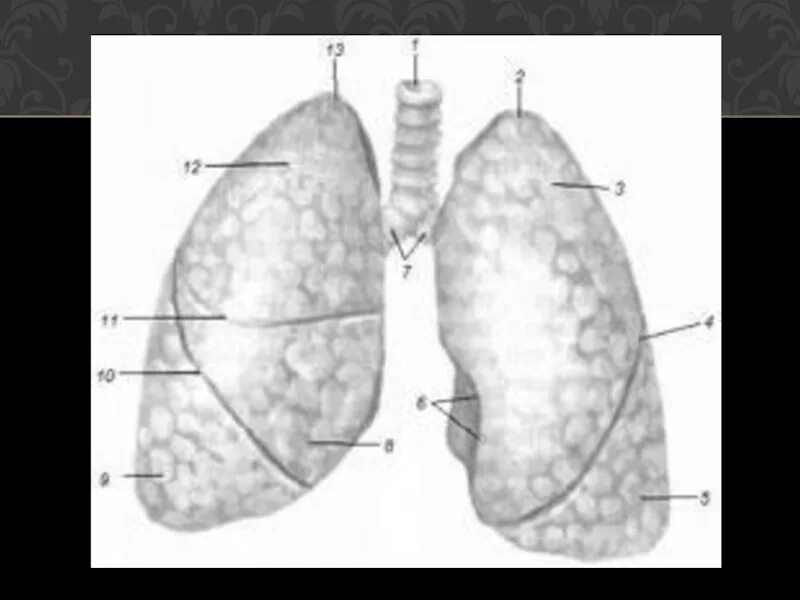 Лёгкие строение. Легкие анатомия. Сттроенип лёгких. Лёгкие человека строение. Размер левого легкого