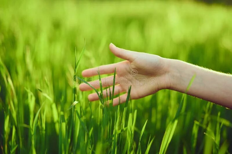 Hands grass
