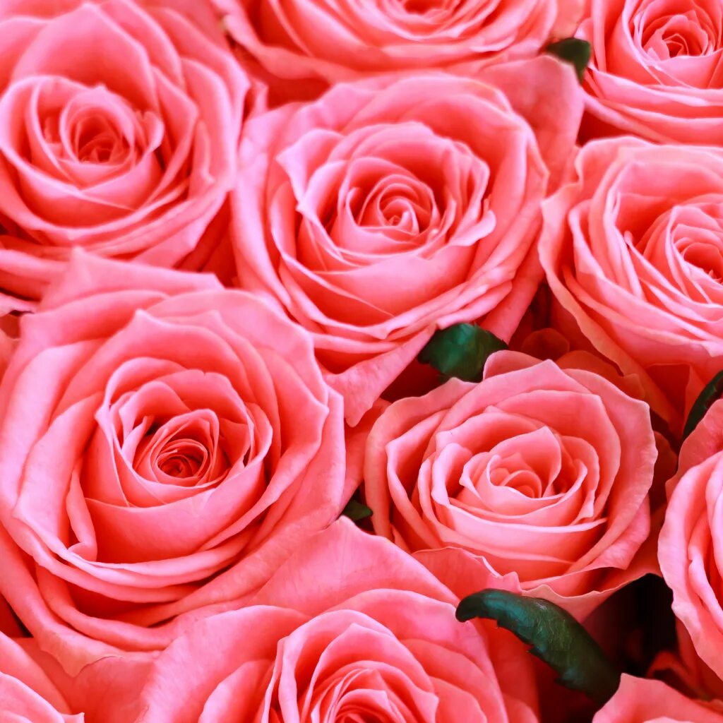 Ноктюрн с розами. The best roses. Цветочки розы. Шикарные розовые розы. Розы в сердце.