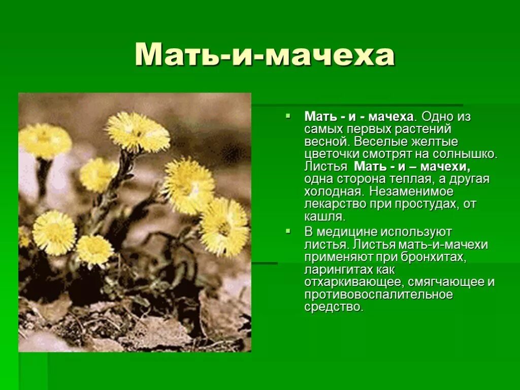 Мать и мачеха интересные факты