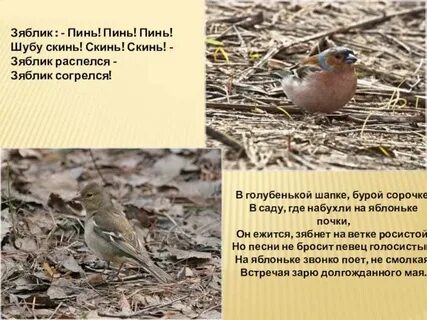 Зяблик описание