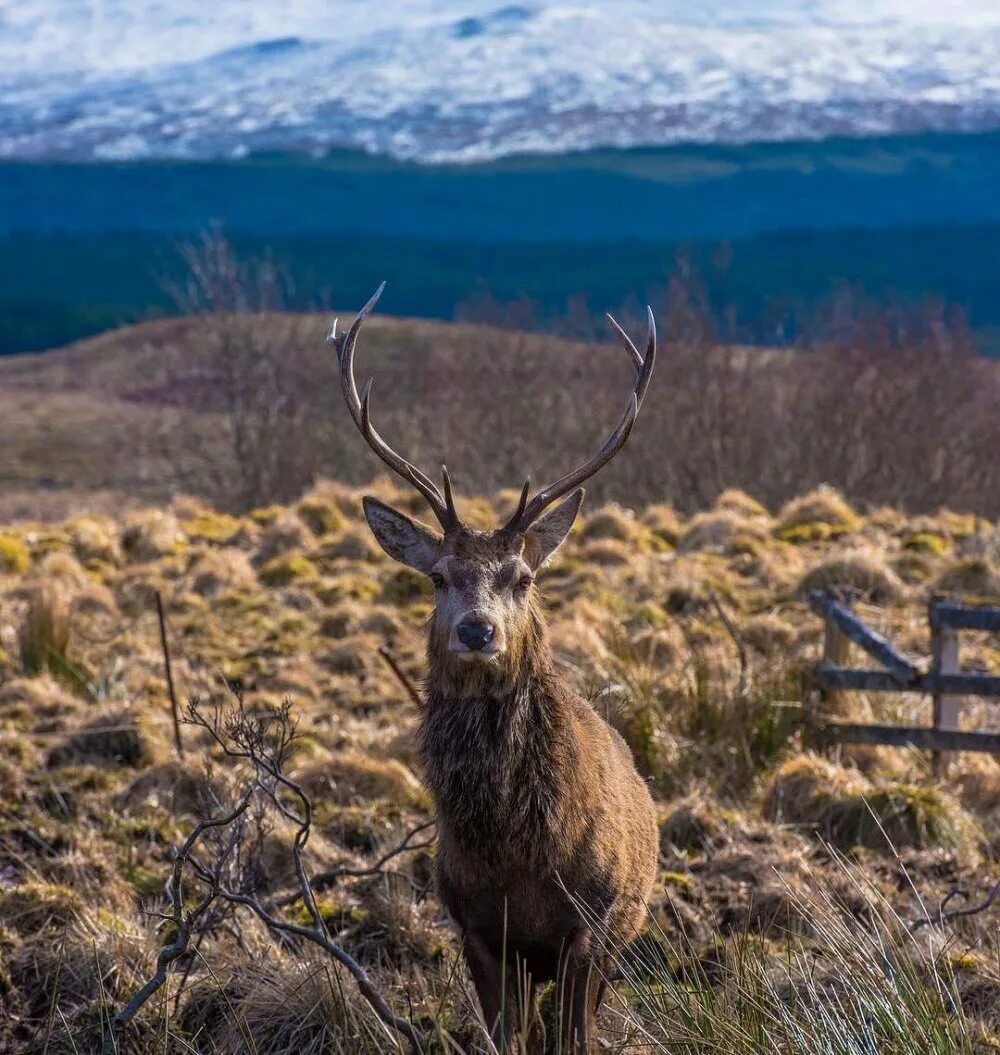 Scotland animal. Фауна Шотландии. Шотландский олень.