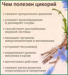 Чем полезен цикорий для организма человека