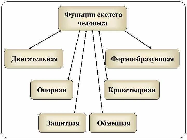 Функции скелета схема. Основные функции скелета человека. Каковы основные функции скелета. Механические и биологические функции скелета. Функция наилучшего ответа