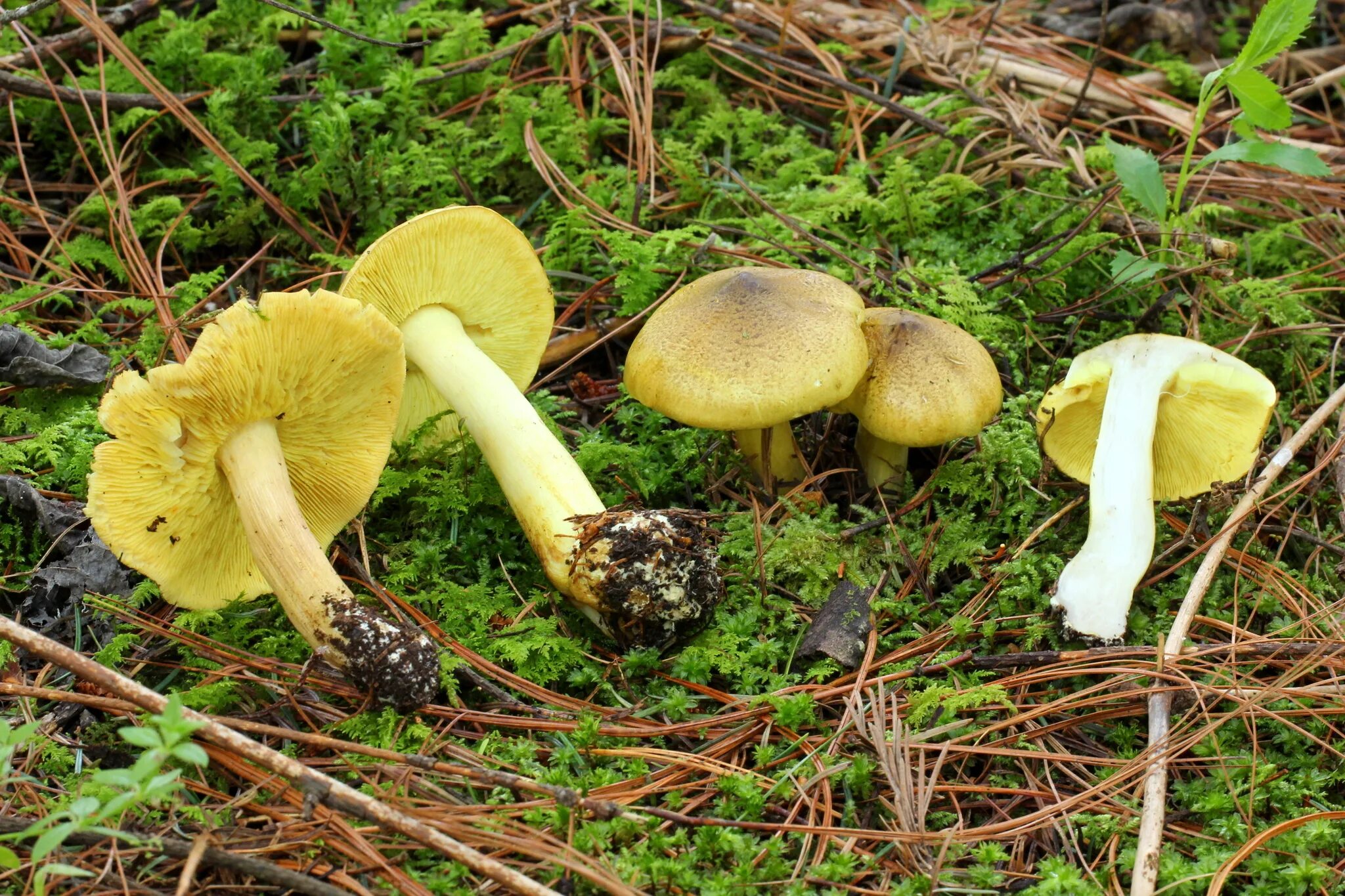 Yellow knight - Tricholoma equestre Équestre, Champignon