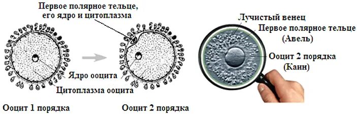 Ооциты имеющие Полярные тельца первого порядка. Полярные тельца это в биологии. Полярное тельце. Полярные тельца яйцеклетки функции. Каким номером на схеме обозначена полярная тельцы