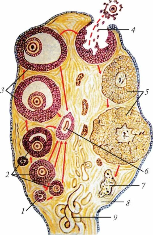 Внутреннее строение яичника. Схема развития фолликулов яичника. Яичник гистология полусхематично. Строение яичника гистология. Схема развития фолликулов яичника овуляция образование желтого тела.