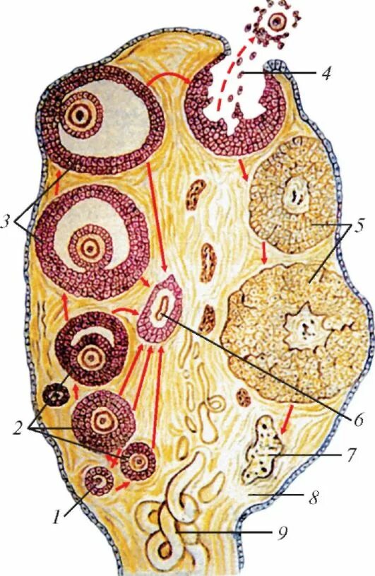 3 5 фолликулов в яичнике. Схема развития фолликулов яичника. Яичник гистология полусхематично. Строение яичника гистология. Схема развития фолликулов яичника овуляция образование желтого тела.