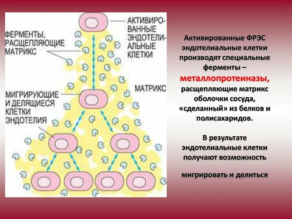 Матрикс оболочки. Деградация внеклеточного матрикса. Ядерноцитоплоазматические отношения. Хлоропласты строма тилакоиды граны. Суперкапсид вируса.