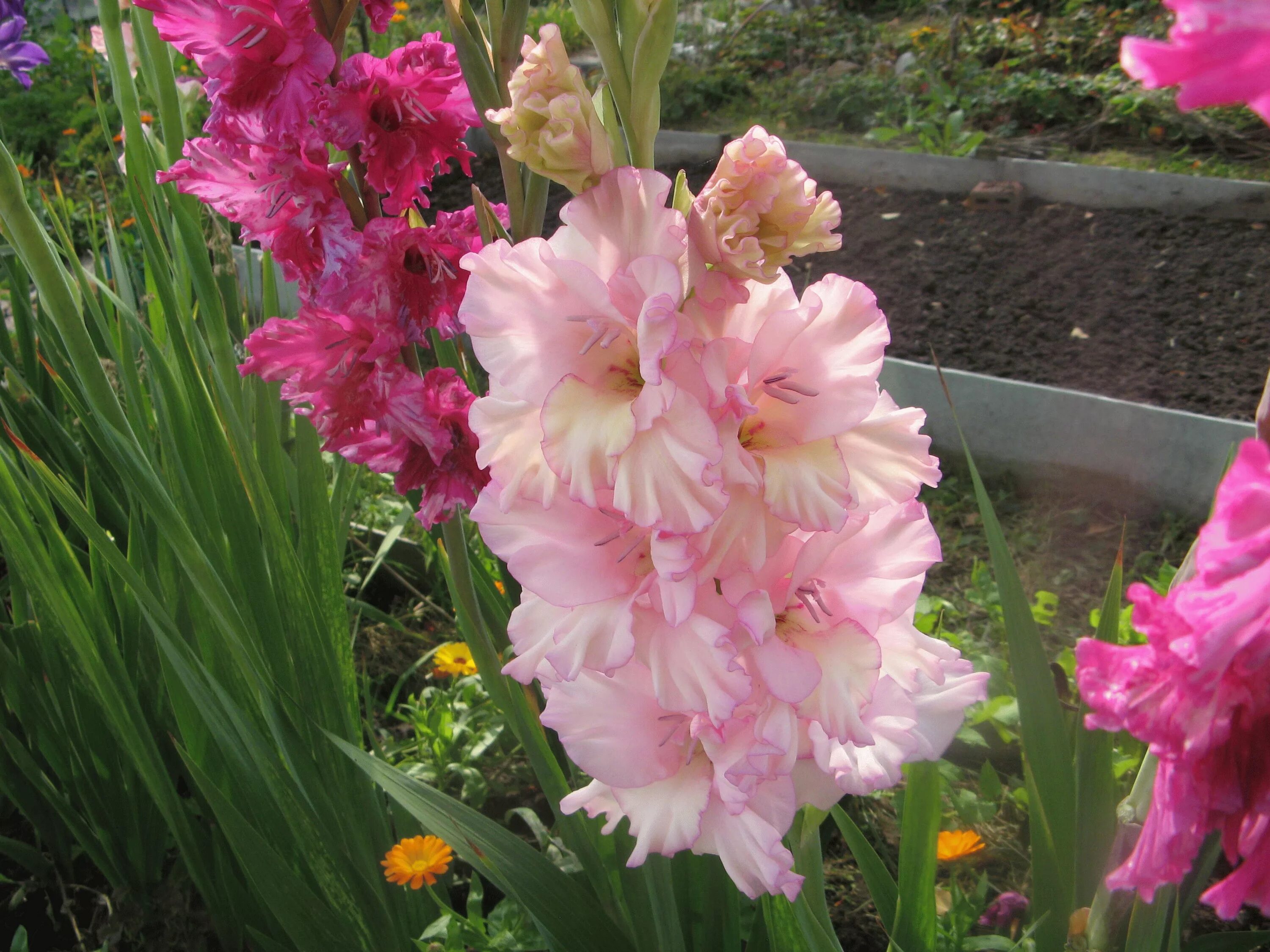 Мелколуковичный гладиолус. Гладиолус посевной. Луковичные весенние лилии гладиолусы. Гладиолусы фокстрот посадка. Гладиолусы уход в открытом.