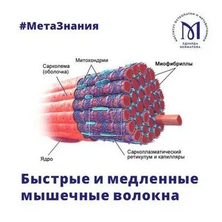 Волокна 1 типа
