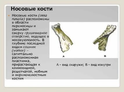 Большая носовая кость