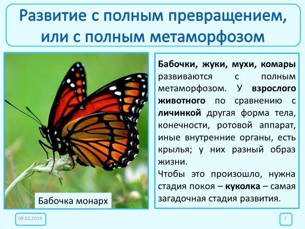 Насекомые с полным превращением. Развитие с превращением. Насекомые, развивающихся с полным превращением.. Развитие бабочек с превращением. Бабочка какой вопрос