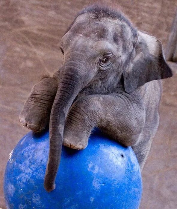 Funny elephant. Слоненок. Забавные слоны. Веселый Слоненок. Красивый Слоник.
