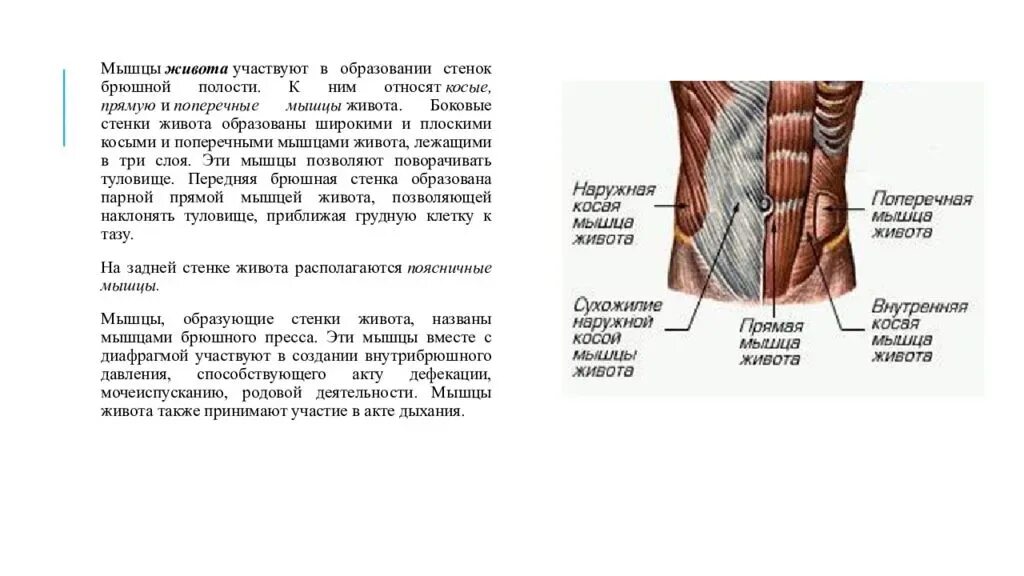Мышцы живота вид сбоку. Поперечная мышца живота вид сбоку. Мышцы боковой стенки живота анатомия. Поверхностные мышцы передней брюшной стенки.