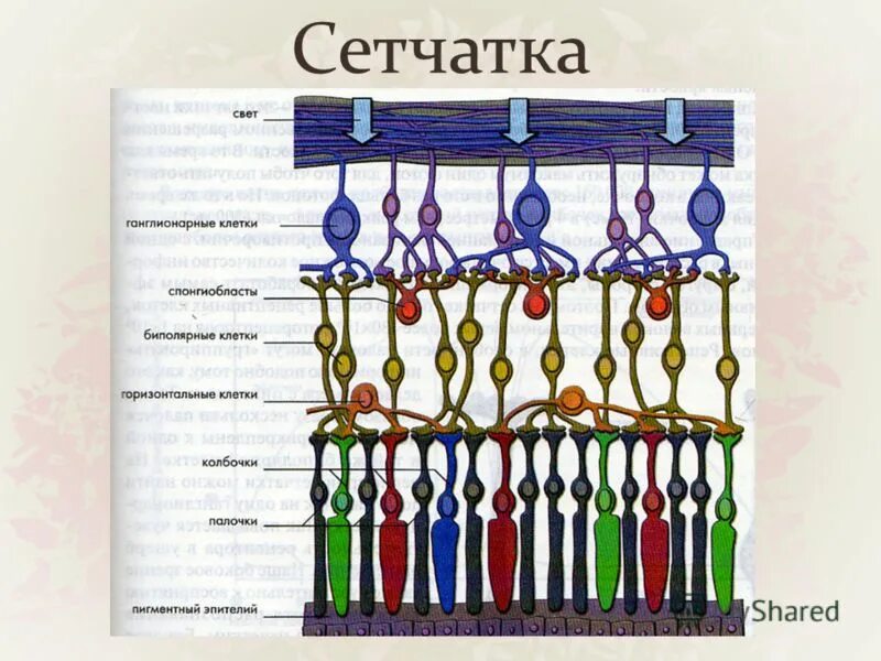 Сетчатка буква. Строение колбочки сетчатки. Палочки и колбочки сетчатки глаза строение. Строение глаза колбочки и палочки. Структура палочек и колбочек сетчатки.