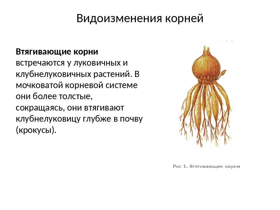 Видоизмененные корни корнеплоды. Что относится к видоизмененным корням биология 6