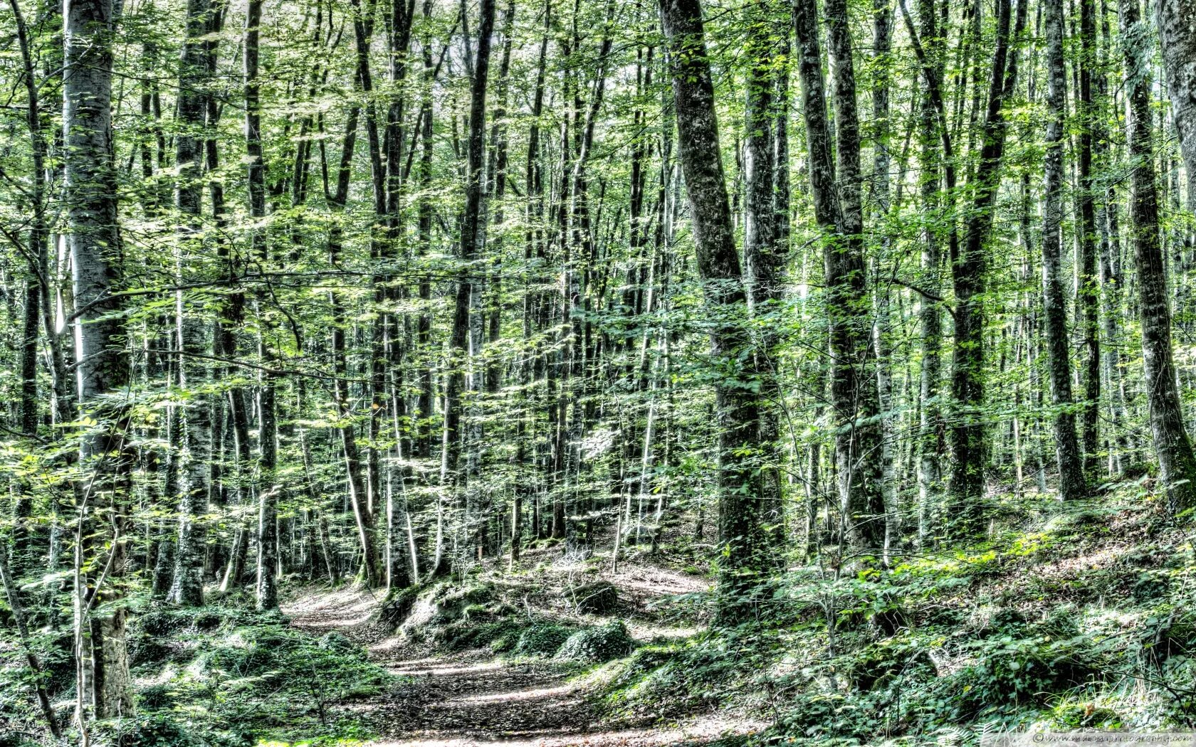 Between the trees