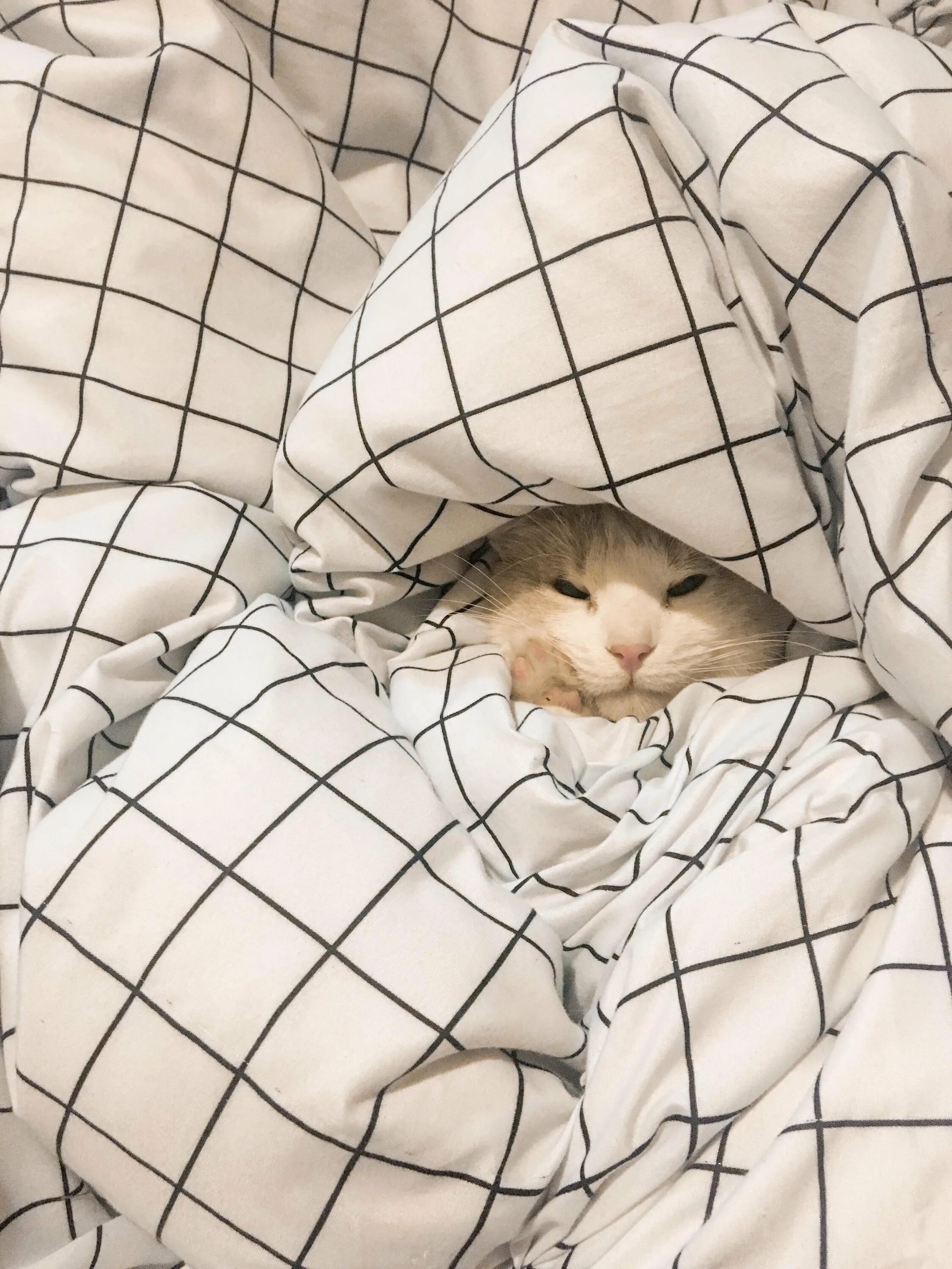 Кошка любит одеяло. Кот в одеяле. кот под одеялом. кот в одеялке. милые котики в пледе.