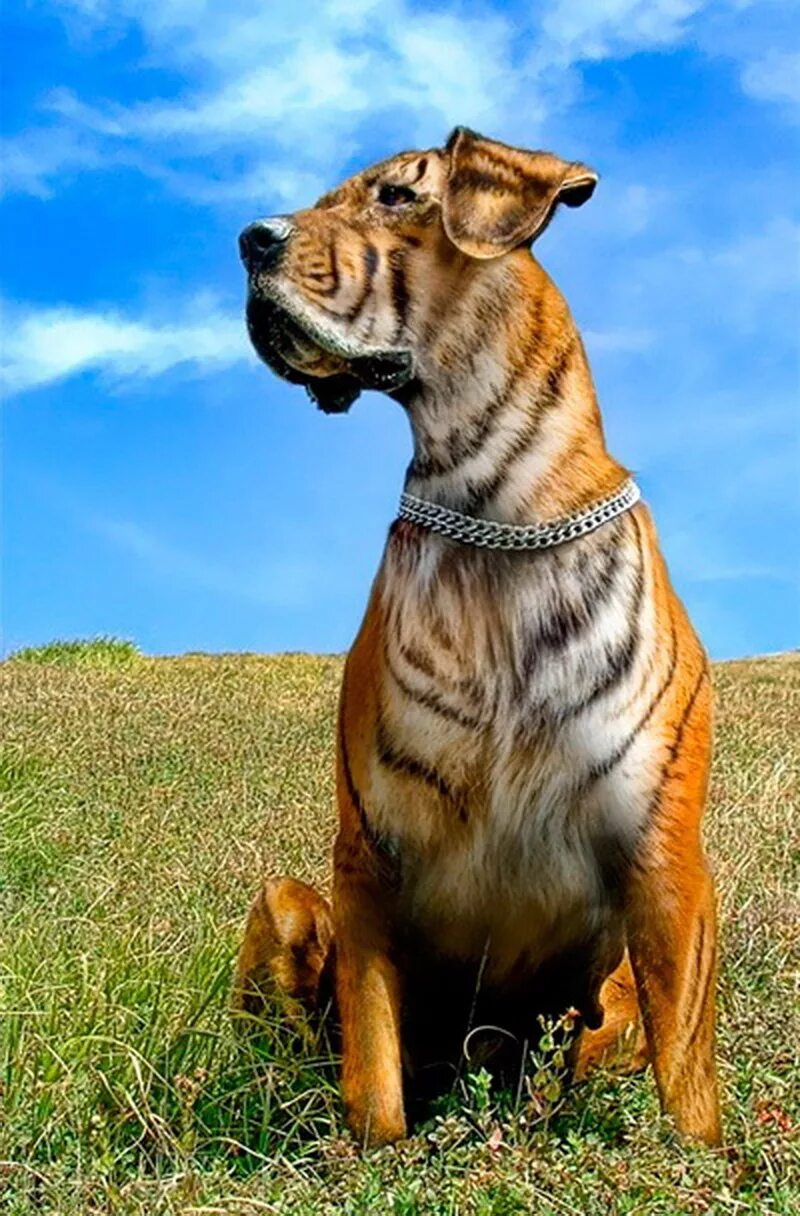 Красить животных