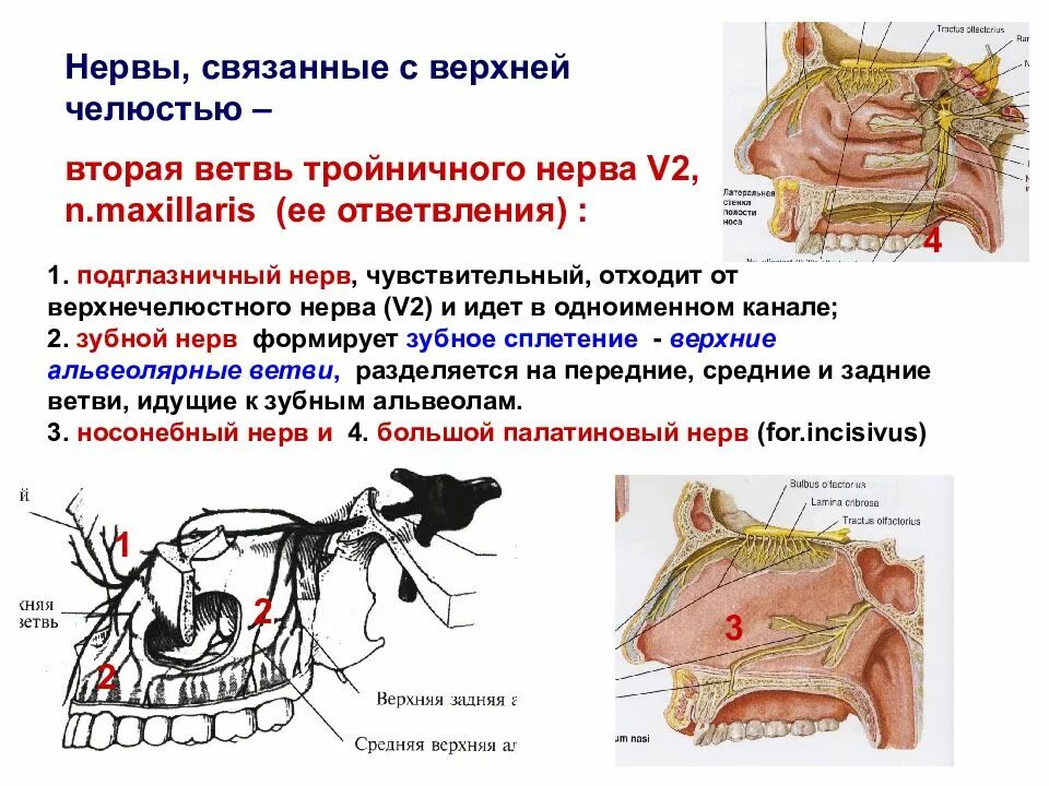 Ветви верхнечелюстного нерва. Ветви верхнечелюстного нерва анатомия. Нервы нижней челюсти. Верхнечелюстная ветвь тройничного. Верхнечелюстная ветвь тройничного.