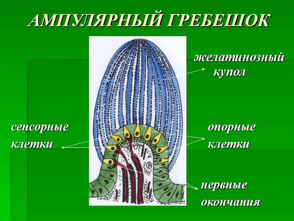 Клетки равновесия. Строение слухового гребешка гистология. Ампулярные гребешки внутреннего уха. Слуховой гребешок гистология. Ампулярные гребешки гистология.